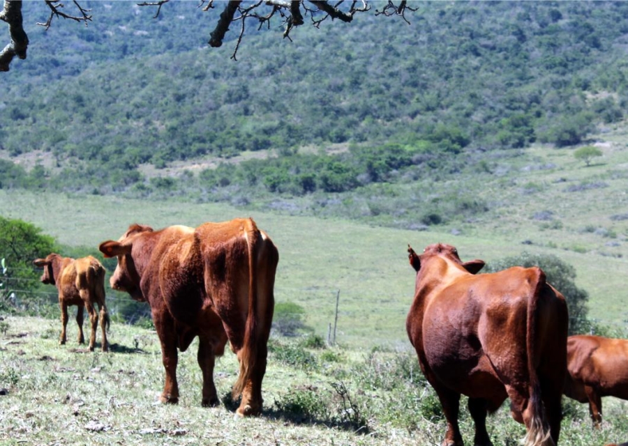 Commercial Property for Sale in Komga Rural Eastern Cape